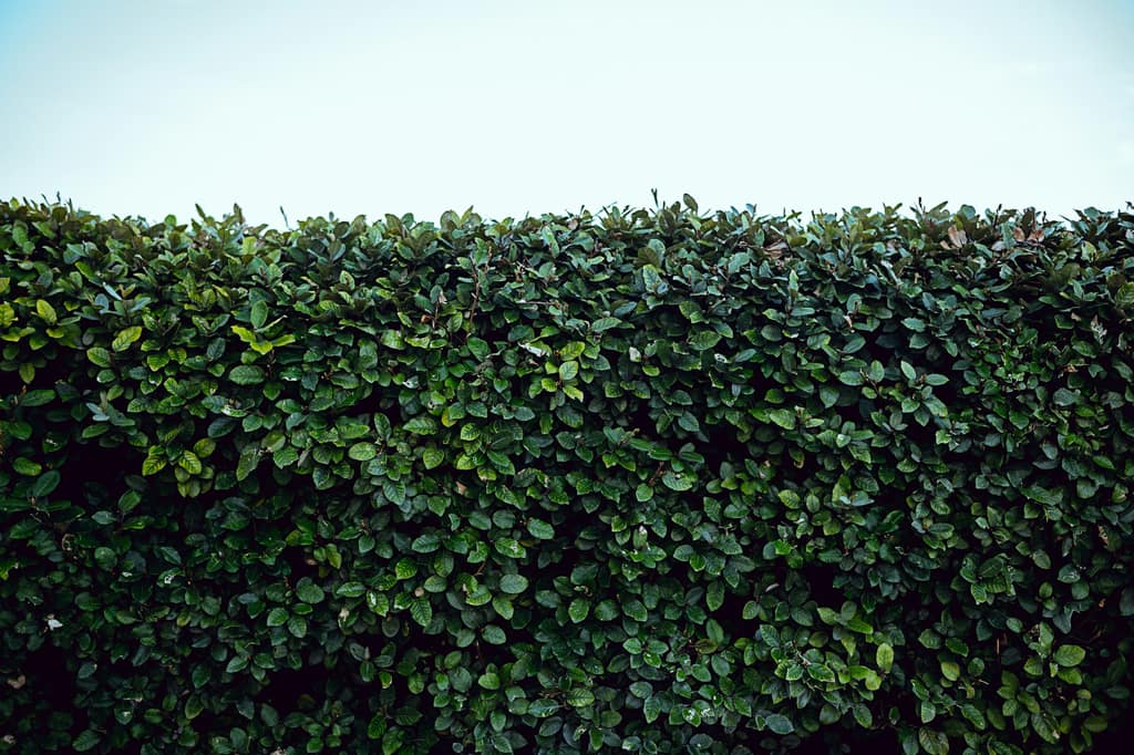 A neatly trimmed hedge alongside a maintained lawn and border.
