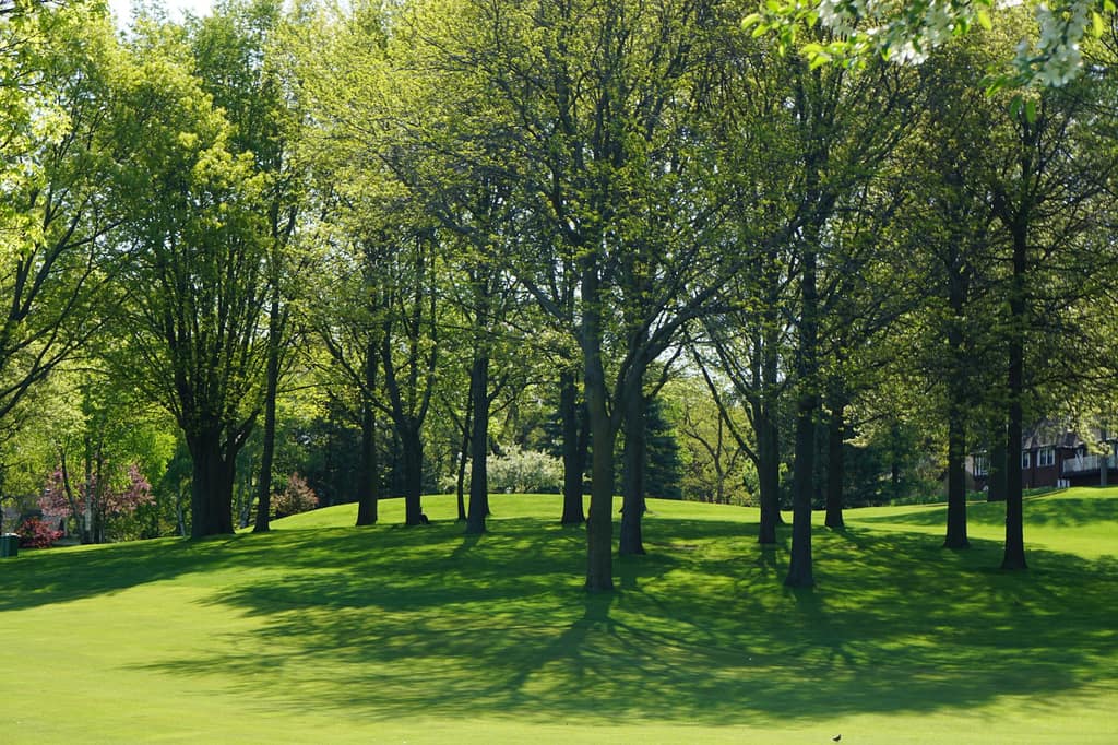 Maintained communal green space with lawn and mature trees.