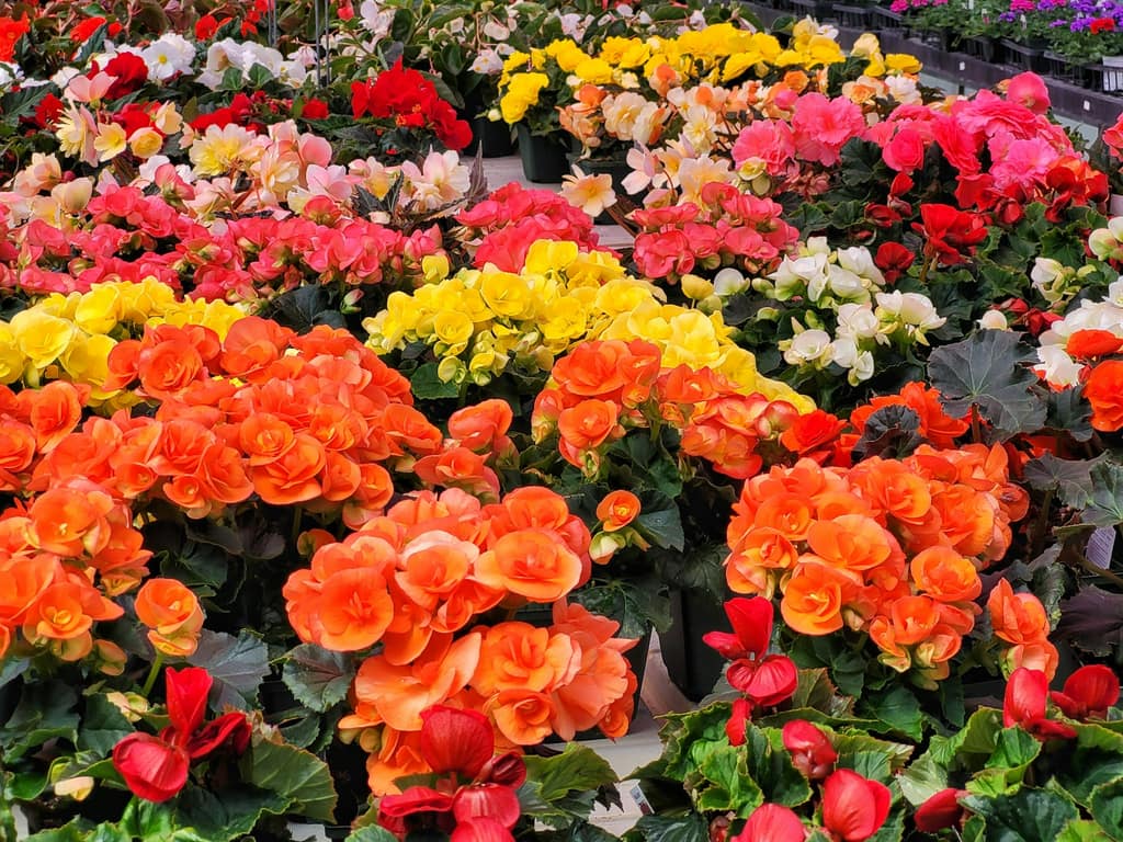 Rows of young potted plants and shrubs growing at a plant nursery.